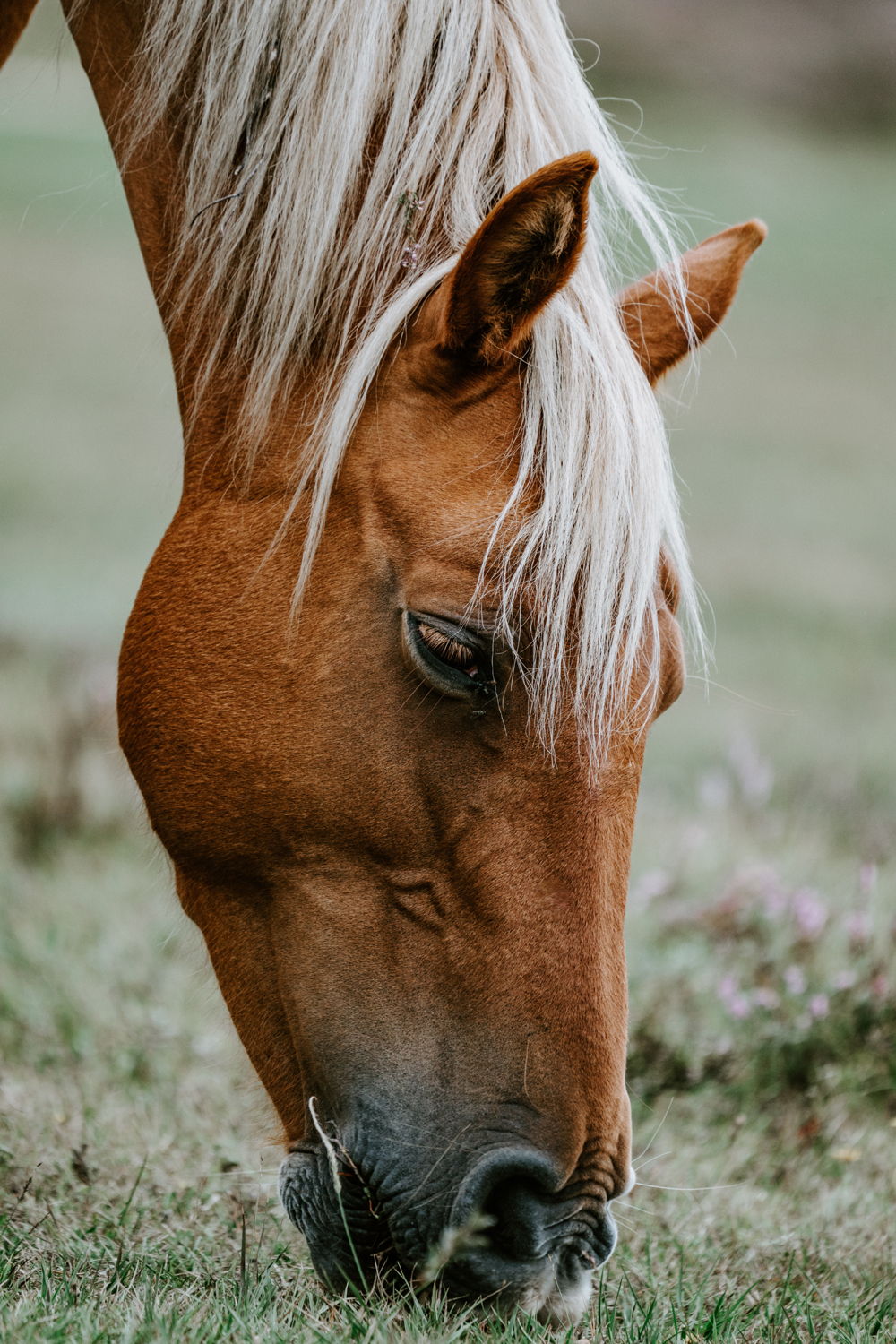 equine-emergencies-fact-sheet-welcome