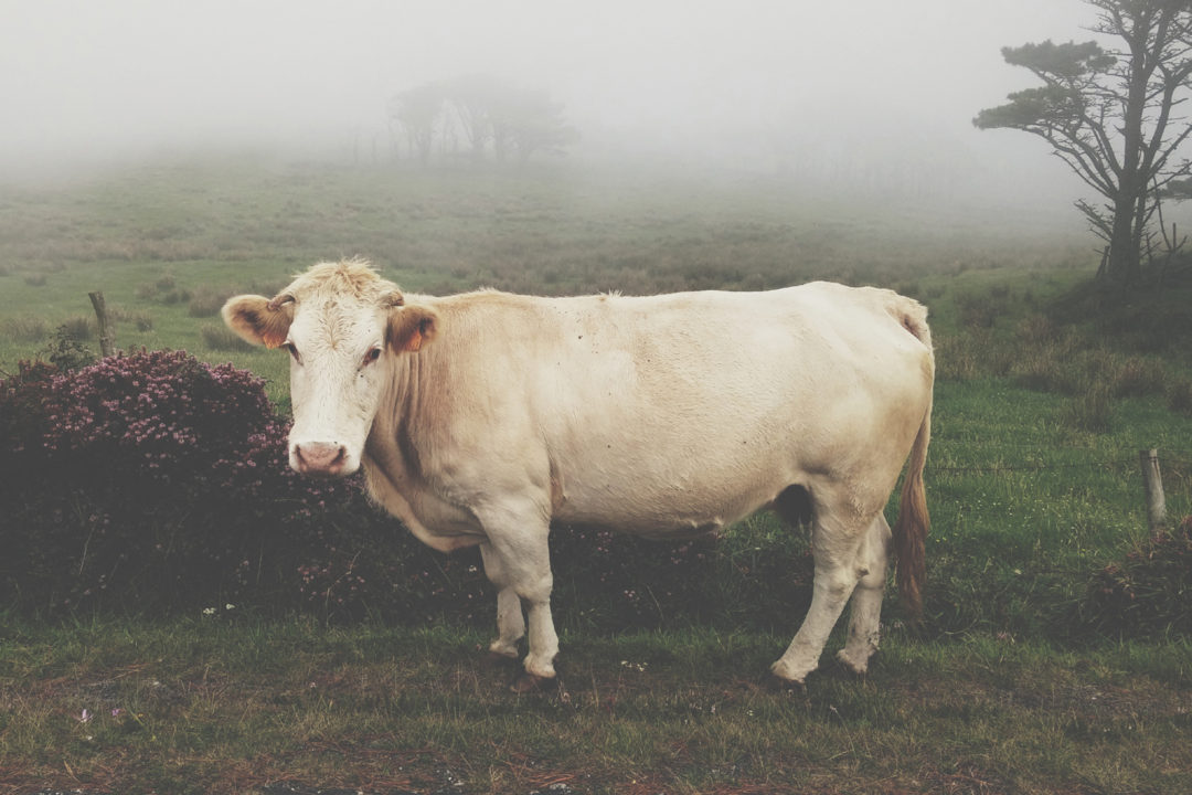 bovine-fog-fever-welcome