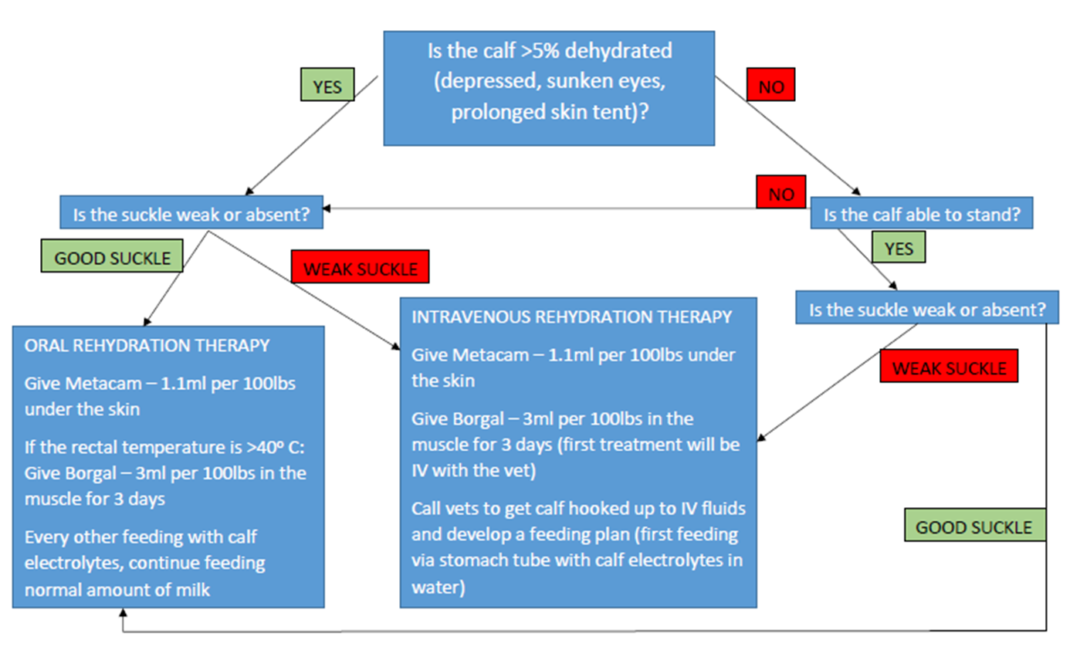 Calf Scours Protocol Flow Chart & Fact Sheet | Welcome